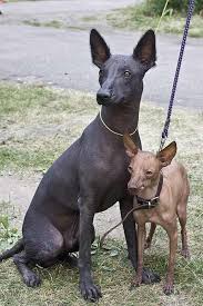 Xoloitzcuintli Dog Breed Information Mexican Hairless Dog Hairless Dog Dog Breeds