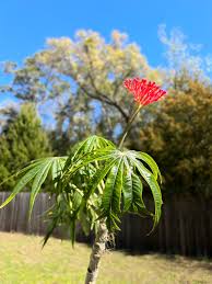 Image result for Jatropha erythropoda