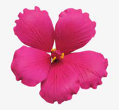 In additon, you can discover our great content using our search bar above. Hot Pink Hot Pink Flowers Transparent Transparent Png 767x769 Free Download On Nicepng