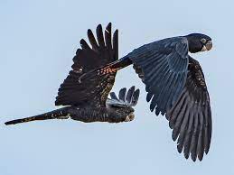 Maybe you would like to learn more about one of these? Red Tailed Black Cockatoo Ebird
