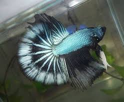 Today im going to talking about black dragon betta. Black Dragon Betta