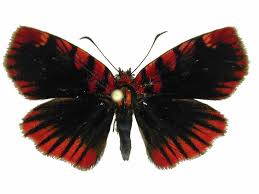 Image result for Phaulopsis sangana