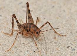 Camelback crickets can become a pest in and around the home. Pin On Entomology