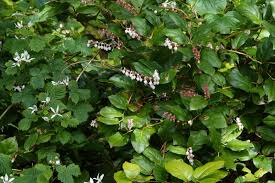 Image result for Salacia orientalis