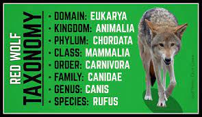 Have You Ever Wondered What A Red Wolf S Full Scientific Name Is Iamredwolf Redwolves Redwolf Wolf Wolfwatcher Wildlife Red Wolf Biology Facts Wolf