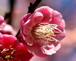 実だけじゃない 梅の花も消化不良やのどの渇きに良い薬です 漢方ライフ 漢方を始めると 暮らしが変わる