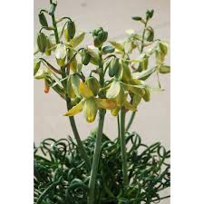 Frizzle sizzle albuca spiralis care is easy. Albuca Spiralis Frizzle Sizzle Plant For Sale At Logee S Corkscrew Albuca