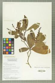 Image result for Lepisanthes senegalensis