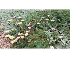 Image result for Crassocephalum ducis-aprutii