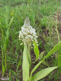 Image result for Schizocarphus nervosus