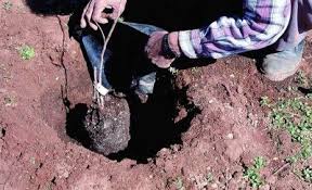 Zeytin ağacı silkeleme makinası, zeytin ağacı kaç metre arayla dikilir, zeytin ağacı sayısı en fazla olan ülke, zeytin ağacı kaç metre i̇ncir ağacı kaç metre arayla dikilir i̇ki incir fidanı arası 7 metre olması ideal ölçüdür,yaklaşık 50 cm lik çukur açılır,ilkbahar döneminde hava şartlarına dikkat ederek. Antep Fistigi Ekimi Tinazdere Koyu Gaziantep