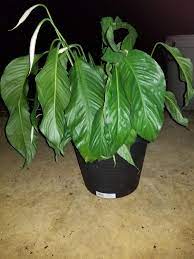 Overwatered peace lily yellow leaves. Ask A Question Forum Overwatered Peace Lily Garden Org