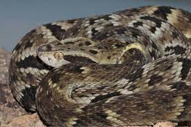 The Jararaca Bothrops Jararaca Pit Viper Reptiles Pet Snake