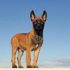 Belgian Malinois Puppy Breed Origin Belgium More Here Belgian Malinois Dog Belgian Malinois Puppies Belgian Malinois