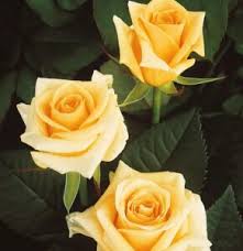 Image result for Margaretta rosea