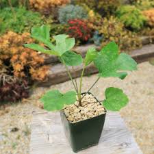 Image result for Cussonia spicata