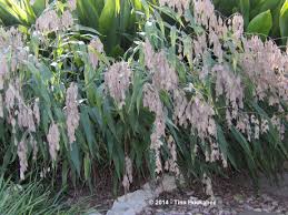 Image result for Chasmanthium latifolium