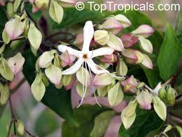 Image result for Clerodendrum melanocrater