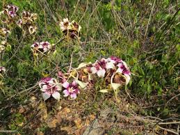 Image result for Strophanthus sarmentosus