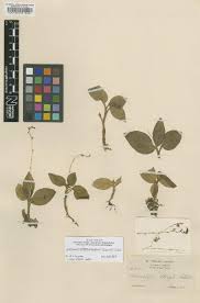 Image result for Malaxis schliebenii