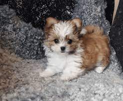 Lancaster puppies has one for you! Rare Gem Mi Kis Miki Com Mi Ki Puppies For Sale