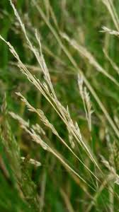 Image result for Agrostis quinqueseta