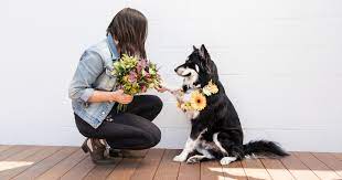 We did not find results for: Best Plants And Bouqs For A Pet Friendly Home Bouqs Blog