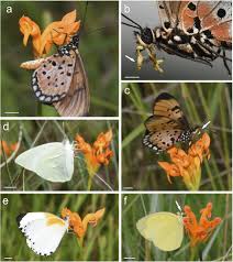 Image result for Platycoryne