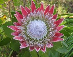 Where To Get King Protea King Protea Protea Plant Protea Flower