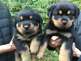 Riverridge rottweilers is an enthusiast kennel that is dedicated to the rottweiler. German Rottweiler Puppies For Sale In Ohio