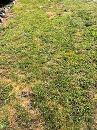 Shop patio & garden items at target™. Do I Use Grass Seed Or Just Weed And Feed For Dead Lawn Spot Gardening Landscaping Stack Exchange