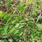 Image result for Hymenocardia ulmoides