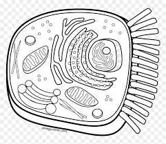 Maybe you would like to learn more about one of these? Animal Cell Coloring Cell Membrane Light Brown Hd Png Download Vhv