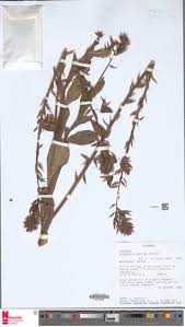 Image result for Crotalaria paulina