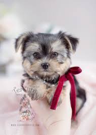 Purebred puppies, designer puppies, responsible breeders Beautiful Morkie Puppies For Sale At Teacups Teacup Puppies Boutique