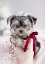 The morkie is a cross breed between the maltese and the yorkshire terrier. Beautiful Morkie Puppies For Sale At Teacups Teacup Puppies Boutique