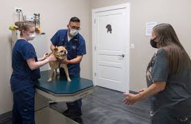 Maybe you would like to learn more about one of these? Evansville Area Pet Owners Feel Impact Of Veterinarian Shortage