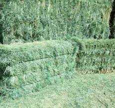 With irrigated hay i usually get approx. How Much Does A Bale Of Hay Weigh Conway Feed Supply