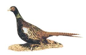 How to start raising baby pheasants. Murray Mcmurray Hatchery Jumbo Ringneck Pheasant