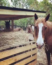 We cut away a portion of the small end to be the top of the feeder where we will put the hay in. Diy Round Bale Hay Hut Horse Feeder Diy Diy Hay Feeder Hay Feeder For Horses