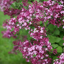 Use them in commercial designs under lifetime, perpetual & worldwide rights. Buy Affordable Bloomerang Dark Purple Lilac Bush Syringa Vulgaris Arbor Day Foundation Buy Trees Rain Forest Friendly Coffee Greeting Cards That Plant Trees Memorials And Celebrations With Trees And More
