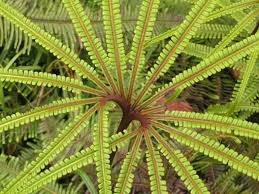 Image result for Asplenium blastophorum