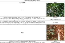 Image result for Morinda lucida