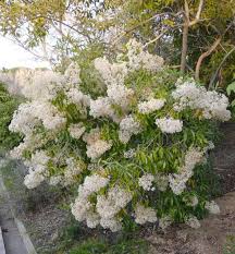Image result for Nuxia floribunda