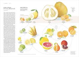 The Citrus Family Monica Candela