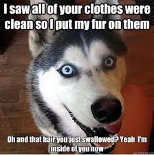 35 Best Siberian Husky Memes Of All Time The Paws Funny Husky Meme Husky Memes Siberian Husky Funny