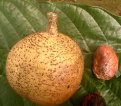 Image result for Treculia