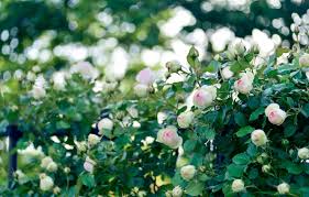 Check spelling or type a new query. Wallpaper Summer Leaves Light Flowers Roses Garden Support White A Lot Bokeh Rose Bush Pink And White Climbing Rose Images For Desktop Section Cvety Download