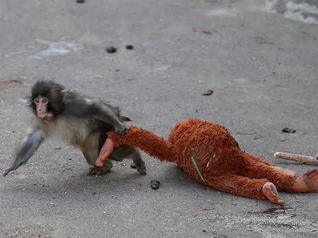 See viral monkey, Punch, hug his stuffed orangutan toy for comfort