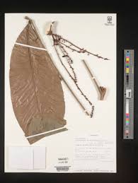 Image result for Glenniea africana